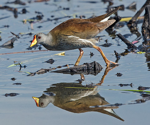 Lesser Moorhen